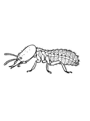 Eastern Subterranean Termite Coloring Page